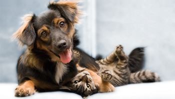 Pet-Friendly – Dogs and Cats Welcome!
